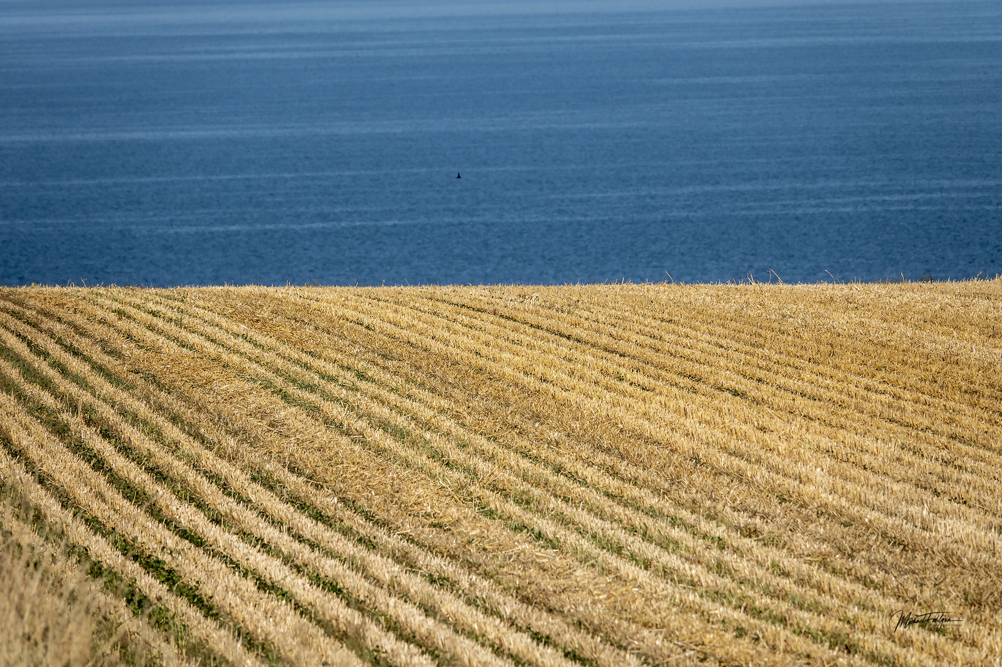 Høstet mark uden for Bølshavn med havet i baggrunden